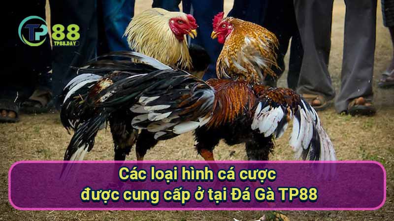 cac-loai-hinh-ca-cuoc-duoc-cung-cap-o-tai-da-ga-tp88