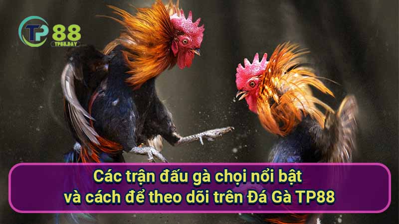 cac-tran-dau-ga-choi-noi-bat-va-cach-de-theo-doi-tren-da-ga-tp88