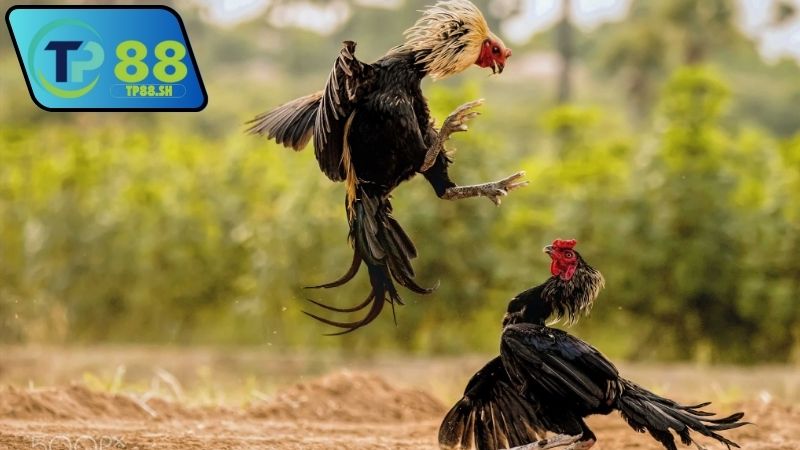 Nhà cái chính thức uy tín đá gà Thomo VN999 đáng tin cậy 1 nha-cai-chinh-thuc-uy-tin-da-ga-thomo-vn999